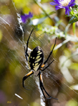Orb Spider 9355